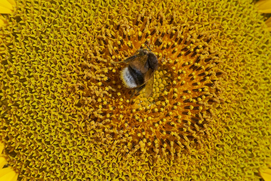 What Honeybee Behavior Can Teach Us About Finding Alien Intelligence