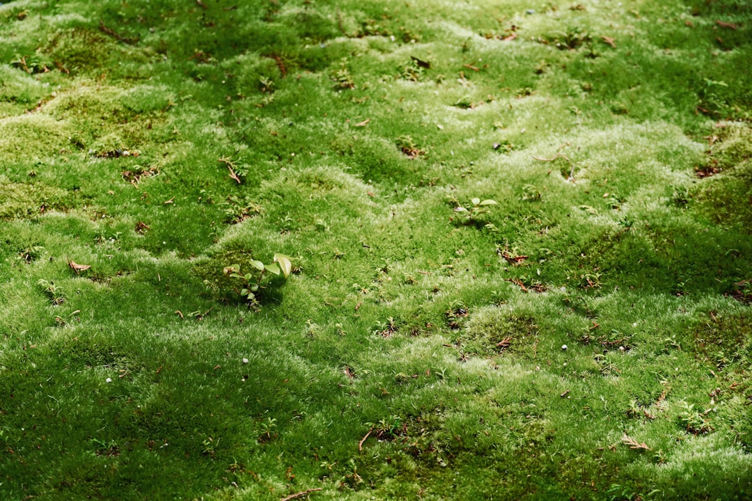 Ancient Plant Endures Nearly a Year Beyond Earth's Atmosphere